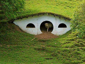 الخروف يطل من البيت ع التراس