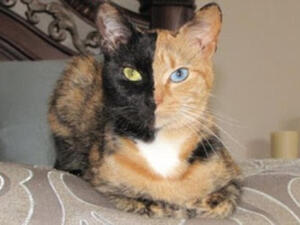 القطة فينوس