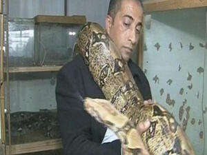 Palestinian man raises rare snakes [Al-Arabiya]