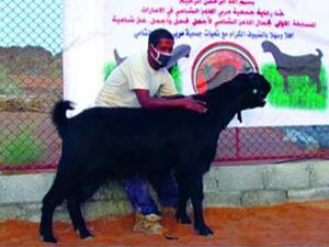 التيس صعب المنال