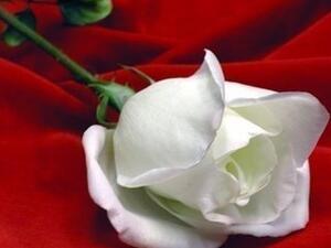 حتى الورود تخجل من هكذا تصرف!