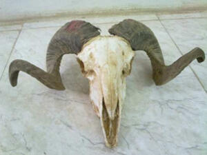 الخروف بعد ان نفق!