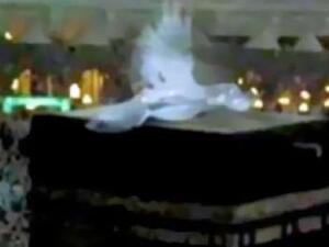 صورة من الفيديو