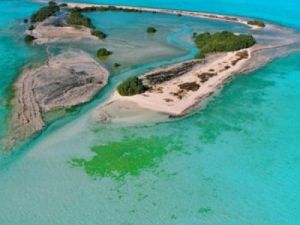 Bi Tinah Island, Abu Dhabi, is a habitat for groups of plant and animal species such as coral reefs, dugongs, natural mangroves, hawksbill turtles, dolphins, ospreys and socotra cormorants.