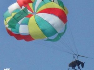 الحمار الطائر 