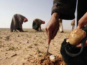Harvesting tasty truffles. (Photo courtesy of Your Middle East)