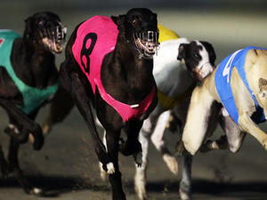 Dog races and dog shows take place at Beirut's Hippodrome