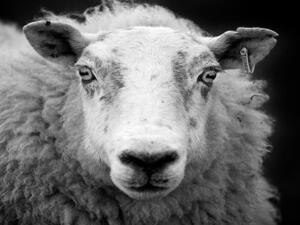 Photo used for illustrative purposes (Source: Wikimedia Commons/George Gastin)