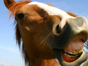 Horses contacted by Al Bawaba were apparently overjoyed at the news. (Photo courtesy of Flickr)