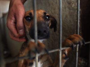 Pet owners speak out against using poison pellets to deal with strays.