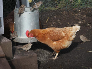 In the colder weather, Lebanese soldiers tend to use chickens instead of snakes to demonstrate their fearlessness.