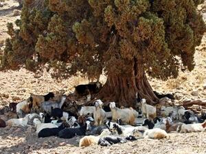 Goats sit under a juniper tree in Dinnieh, Sunday, Aug. 18, 2013. (Photo courtesy: The Daily Star/Hasan Shaaban)