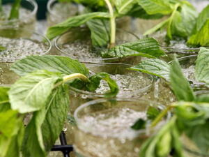 النعناع من الأطعمة المنعشة التي تؤثر سلباً في الرغبة الجنسية بسبب احتوائه على المنثول الذي يبرد الدافع الجنسي