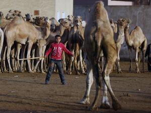 These are not the camels you're looking for 