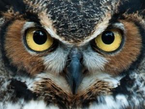 the Omani owl is greyish white with clear, orange eyes and a deep, low-pitched hoot which distinguishes it from the other species. Warning: the owl in this picture is not from Oman. (Image via Shutterstock)