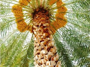 Palm tree