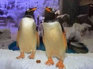 Pumpkin and Pie the lovebirds.