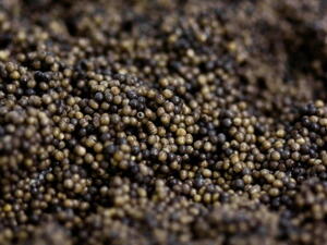 Caviar