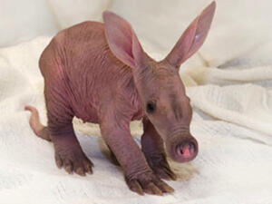 ممكن.. حبيبي ممكن