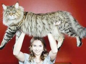 القط الفائز من القطط السمان