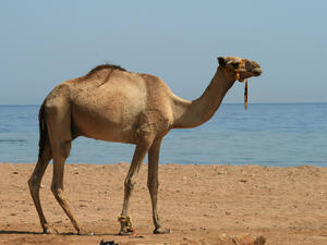 Not the camel in question. A man in Sharjah died after washing his sponsor's camel. (Shutterstock)