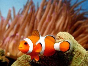 Clown fish are a big pet-hit in the UAE, according to reports on exotic animal-keeping