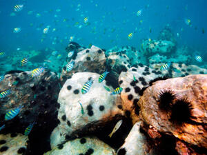 Coral reef investment is the new rich person's pursuit