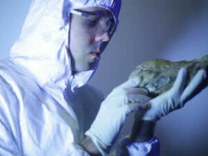 Dinosaur fossils are rare in Arabia say scientists (Shutterstock)