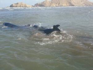False killer whale after being escorted back to the sea.Images courtesy Fahad Al Maashry and Environment Society of Oman (ESO).