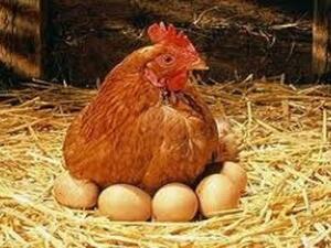 بيض الدجاج