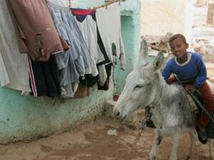 Not the donkey in question. An Egyptian farmer was arrested over the weekend for naming his donkey after General Abdel Fattah al-Sisi and jauntily (we imagine) placing an army cap on its head. (AFP/File)
