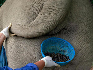 The Middle East has had its first taste of elephant dung coffee (Photo: ugottabkiddinme)