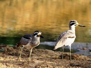 A Great Thick-knee [via Wikipedia]