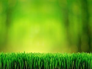 More private companies, as well as public entities are investing in green energy in the Middle East (Shutterstock)