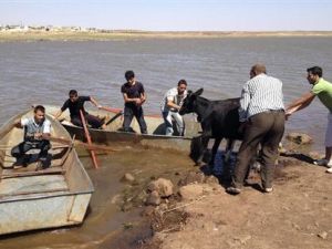 سكان في الحولة يهربون ماشية عبر بحيرة الحولة
