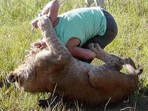 اسد ينفض على فتاة