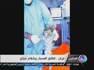 One of the photos released of Iran's simian astronaut (Photo: AFP / Al-Alam TV)