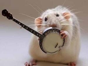 فأر حنون بده يغني