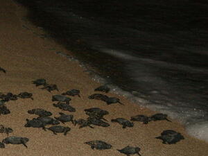 The number of sea turtle nests laid on the Tyre Coast Nature Reserve dropped by half this year (Photo: Maikulian)
