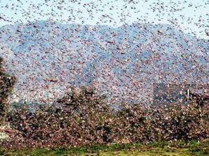 As swarms of locust devour Egypt’s crops, many of the country’s residents have taken to the social networking site Twitter to voice their wonderment on whether the past week’s event was the “Muslim Brotherhood curse.”