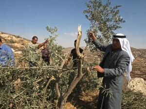 اشجار زيتون اقتلعها المستوطنون