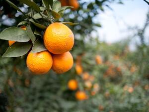 The Israeli vandals targeted an orchard near the Israeli Arab town of Kfar Qasim (Shutterstock)