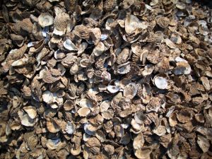 Shelf-crafting in Sidon: Lebanon's prison community sheds a promising light on prison reform practice in the Middle East: prison vocation training can lead to clean community living on the outside.