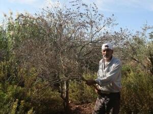 Inflation grew in Palestine, fulled by increasing food costs