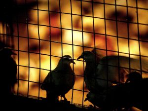 An Emirate policeman, whose wife allegedly caught him having sex with his Indonesian housemaid in a pigeon cage, has 
denied all charges levelled against him. More recently the Uzbek wife witness has since been cagey about her initial report, 
denying her witness charges.