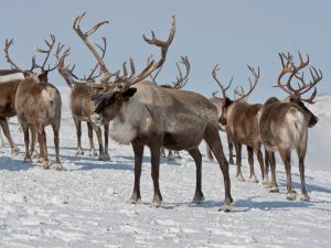 Halal reindeer is "the tastiest meat in the world!" according to the man who heads up the slaughterhouse in charge of the halal operation. (Shutterstock)