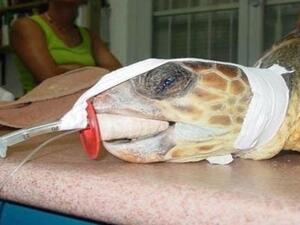 Egypt’s royal turtle was allegedly the world’s second oldest animal. (Arabiya.net)