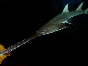 سمكة المنشار