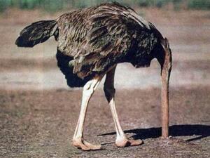 Ostriches are rumored to be nonplussed about the idea.
