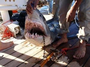 Shark